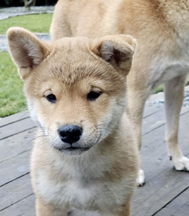 Shiba Inu - dziewczynka ZKwP FCI gotowa do odbioru