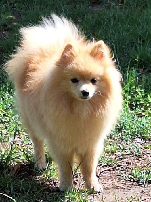 Продається підрощене  цуценя шпіца.