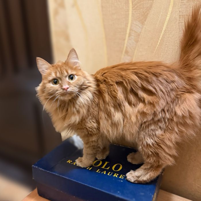 Віддам кішку в добрі руки