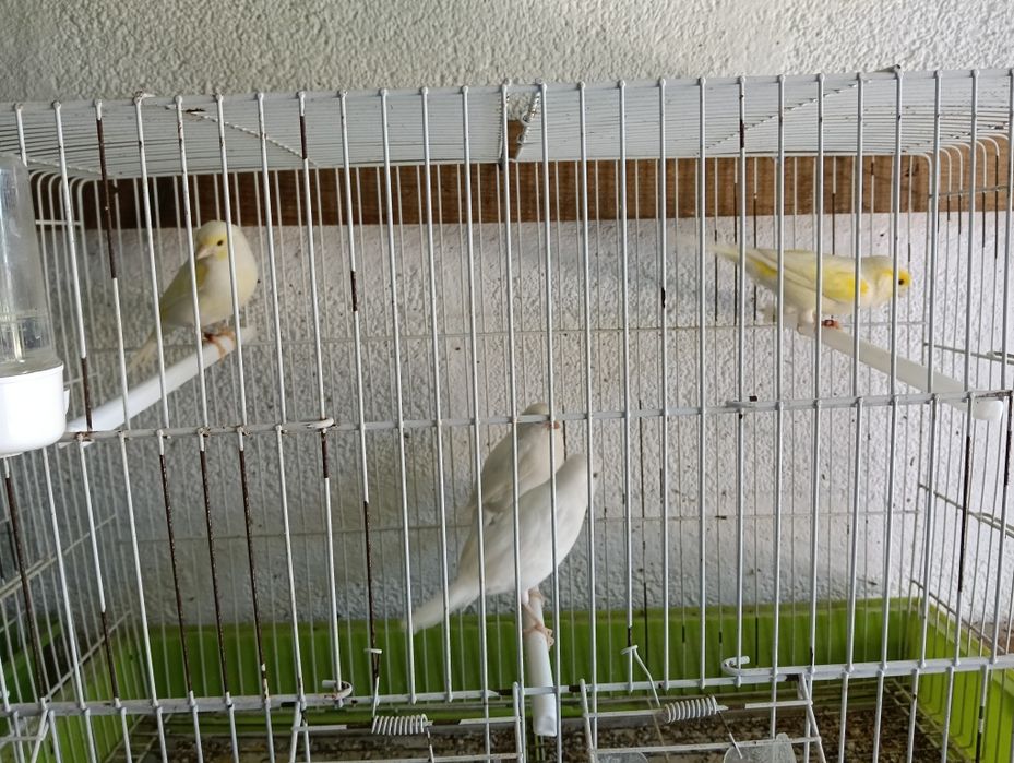 Canários 2024 fêmeas alecrins