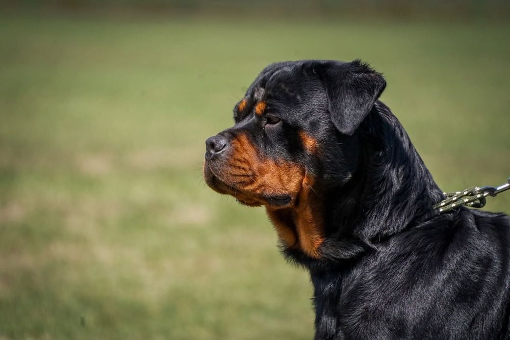 Rottweiler  szczeniak pies