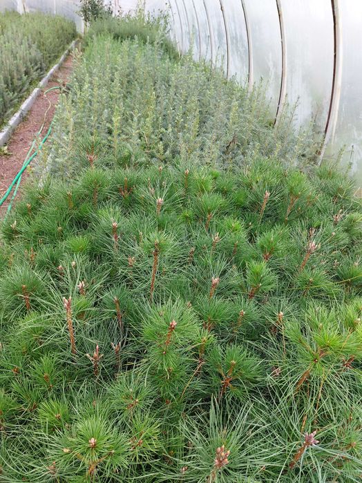 Sosna czarna sadzonki