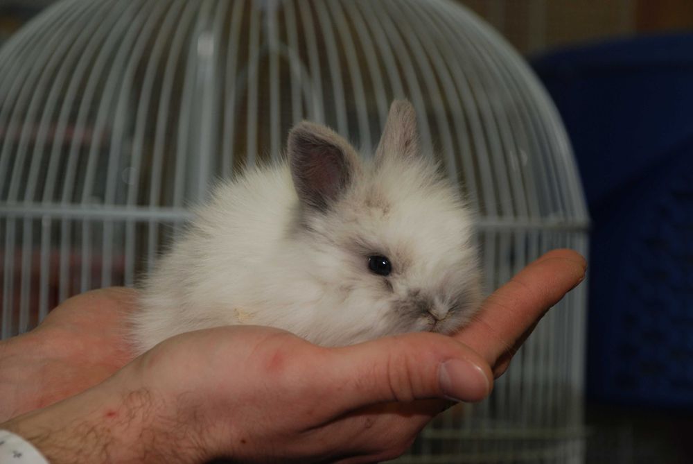 Білосніжні красунчики декоративні карликові міні кролики