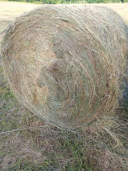 Sprzedam siano tegoroczne pachnące zebrane  bez deszczu pierwszy pokos