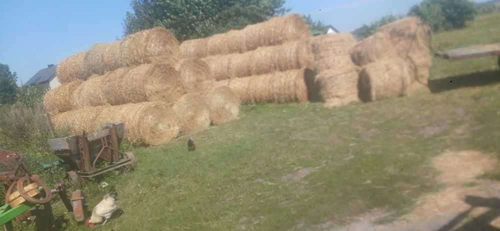 Mamdo sprzedania siano z 1 pokosu okolo.80 szt oraz 50 bel  slomy