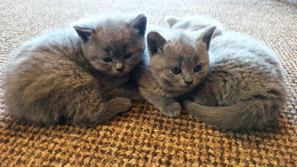 Британські кошенята