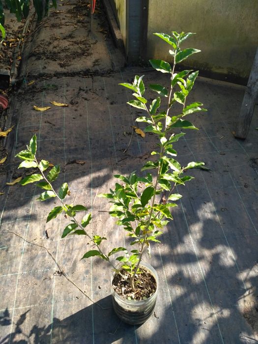Groselha do Japão (Elaeagnus umbellata)