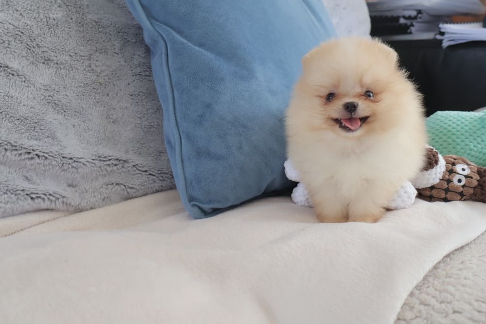 Lulu da Pomerânia. Ursinho com Lop e Afixo.  Super mini Perfeito!