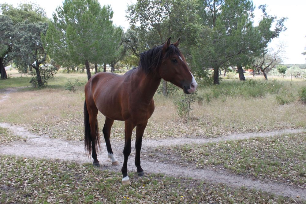 Cavalo Puro Sangue Lusitano - Excelente genealogia, temperamento e andamentos
