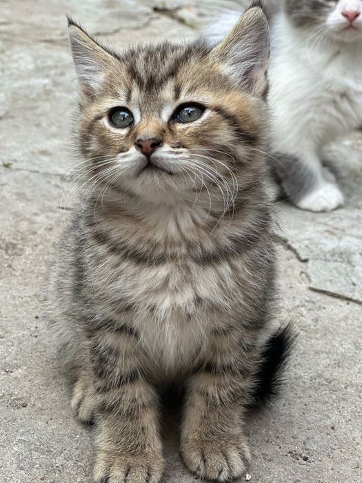 Продам двох котиків