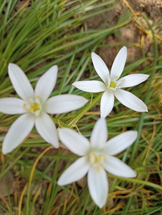 Орнігопеталум (птіцемлєчнік, пташник)