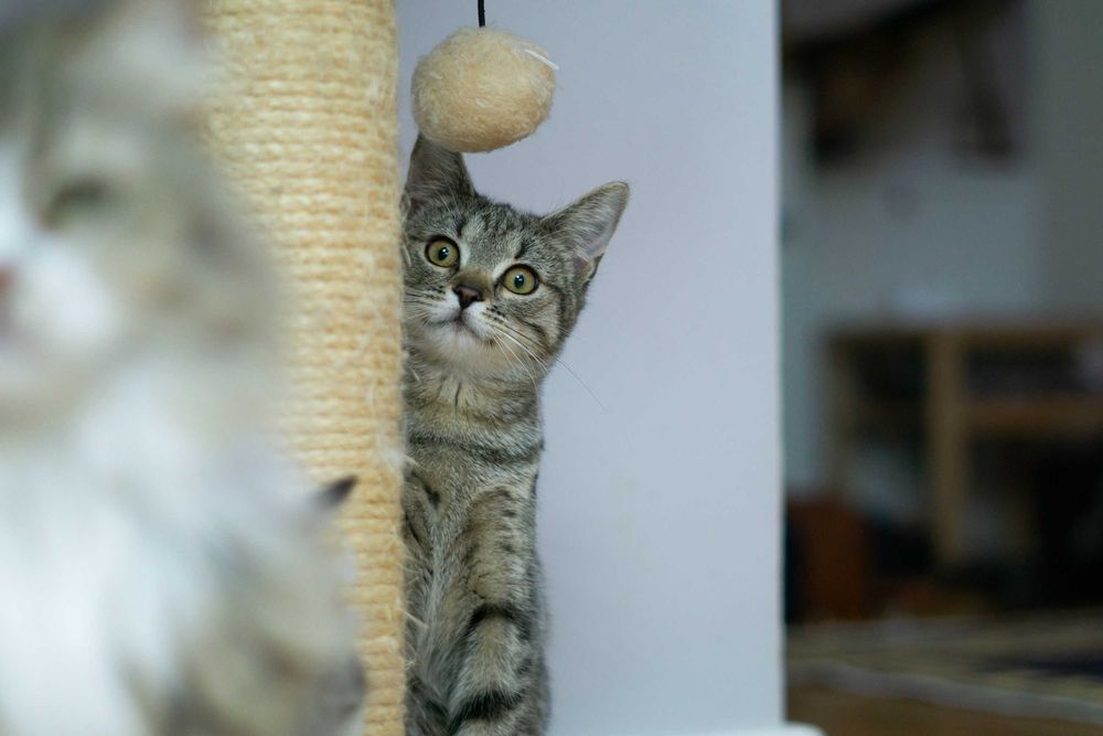 Mania - kotka do adopcji