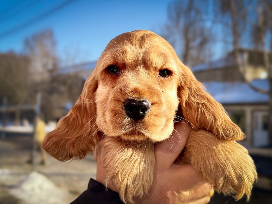 Продаются щенки Английского Кокер Спаниеля