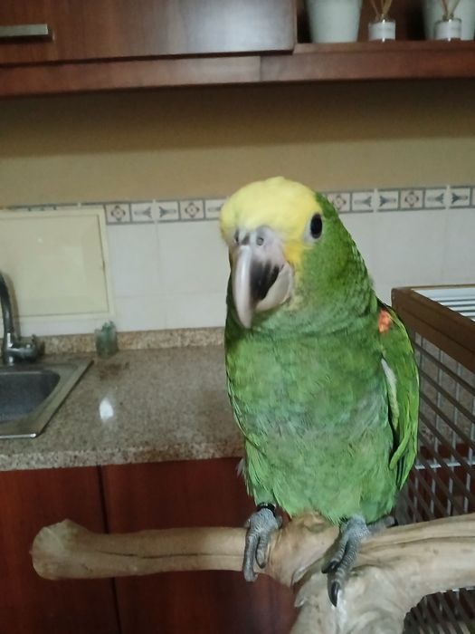 Macho de Amazona oratrix