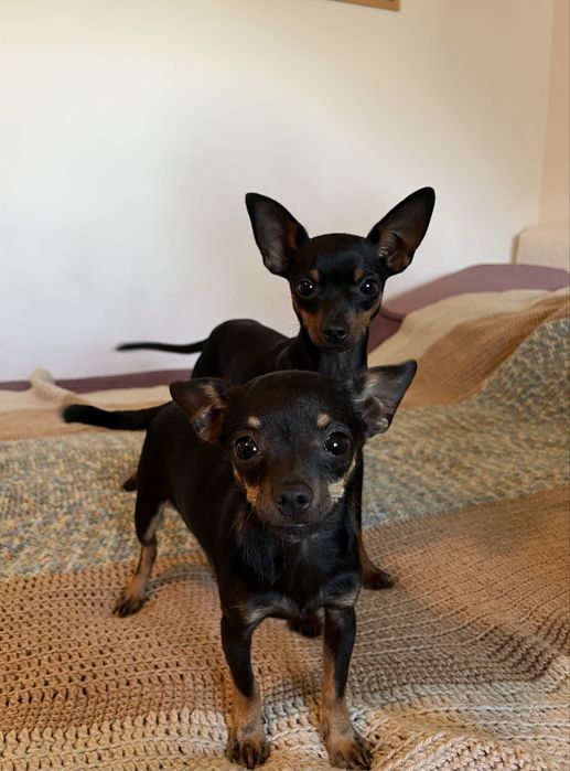 Pinczer miniaturowy, ratlerek suczka