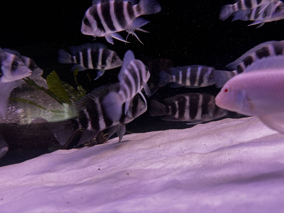 Frontosa borundi