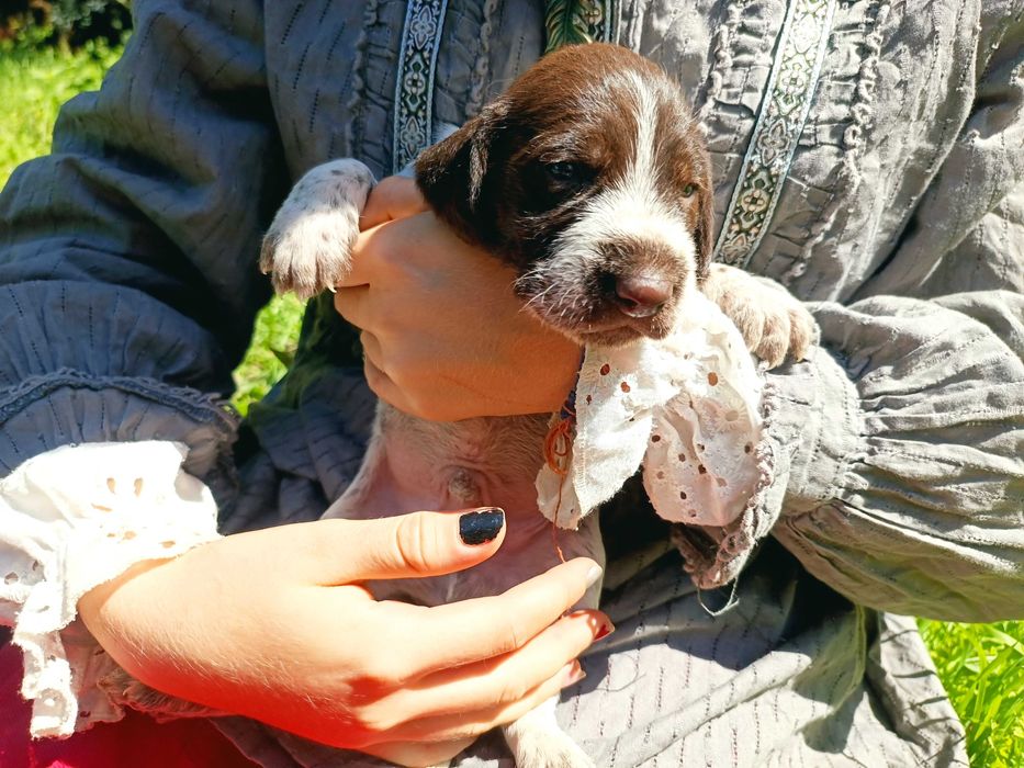 Cachorros Braco Alemão de Pêlo Cerdoso (Drahthaar) para doação – Soure
