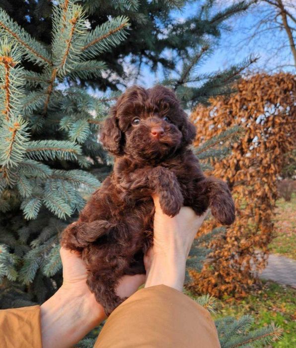Чарівний шоко тойчик хлопчик зі столиці