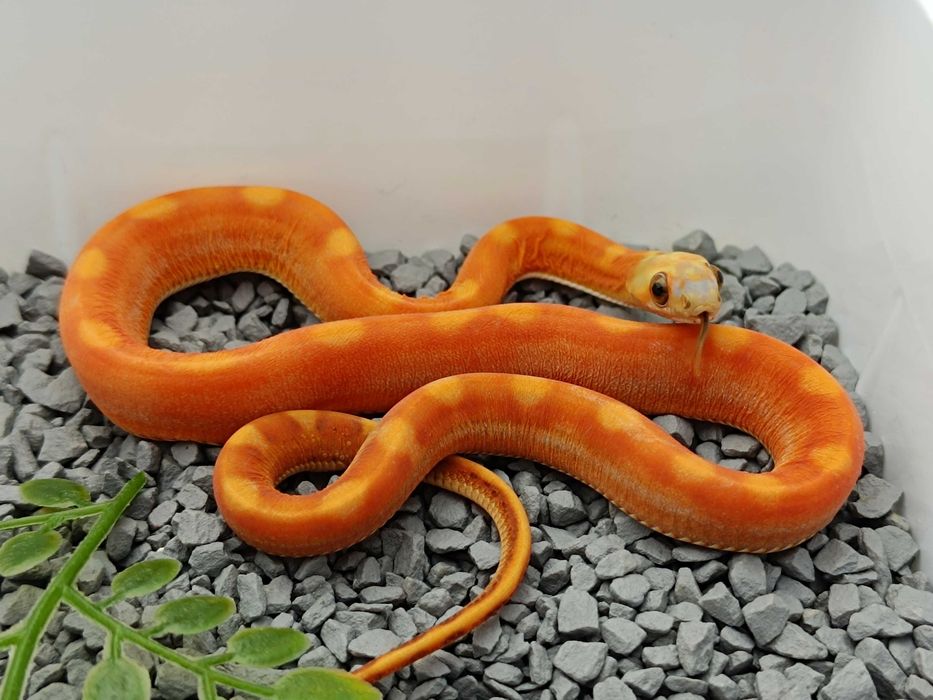 Wąż zbożowy / Motley Scaleless het anery  / Samiec / Hodowla SneakySnakes / ID: S9