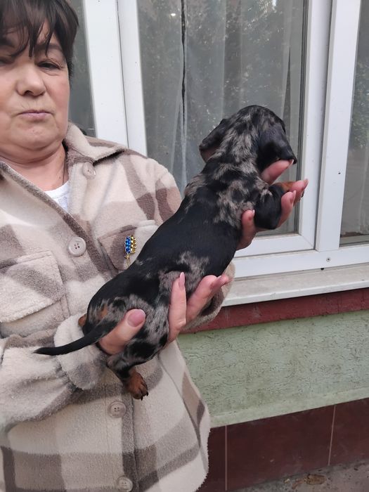 дівчинка мармурова міні таксочка