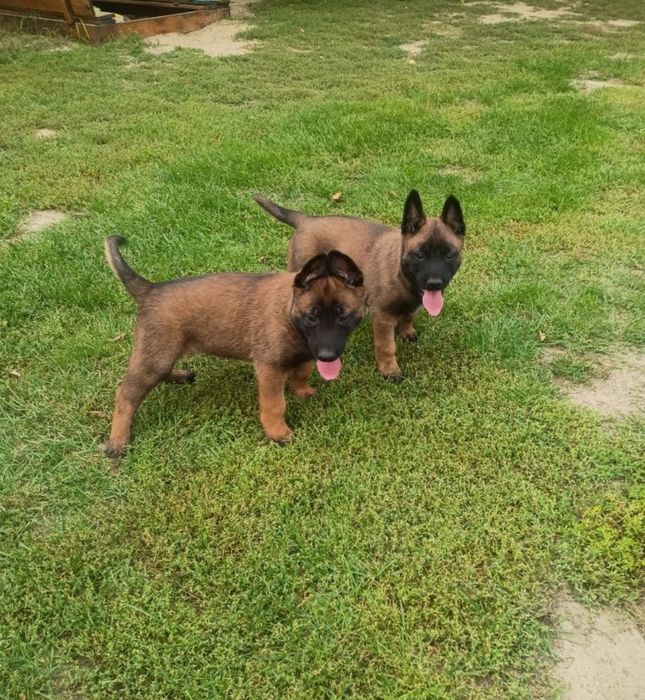 Owczarek Belgijski Malinois
