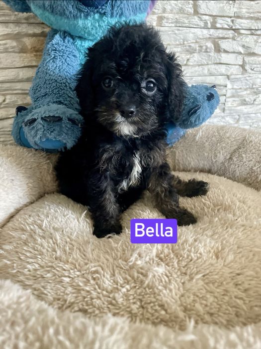 Cavapoo sunia cavalier pudel