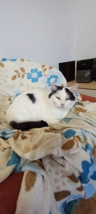 Kotka Misia szuka domu