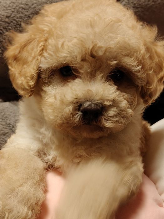 Suczka pudel miniaturowy