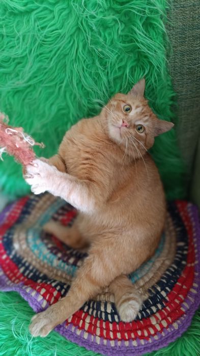 Рудий кіт, взяти в родину