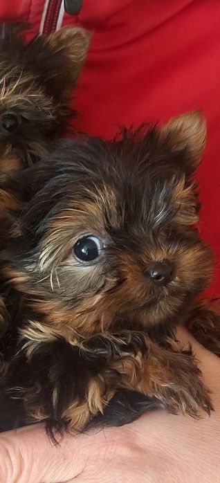 Продам собаки йоркширськие терьеры мініки.