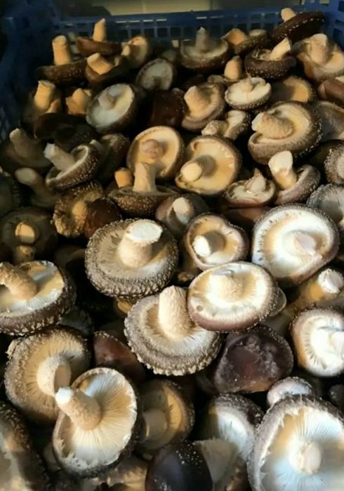 Cogumelos Shiitake frescos