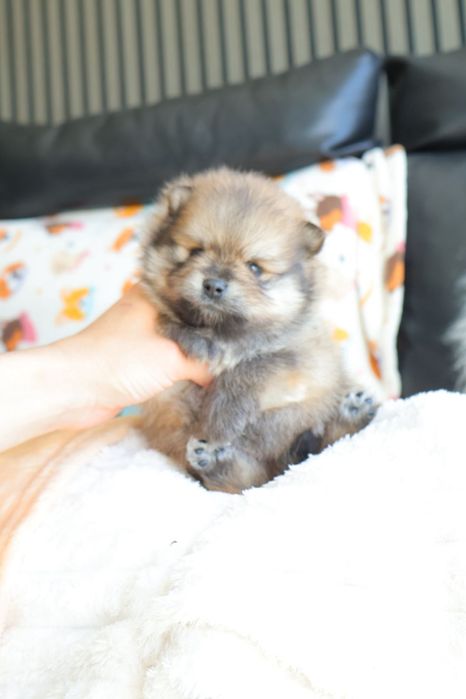 Lulu da Pomerânia.   Mini. Com Lop e Afixo . Black tan. Russo.