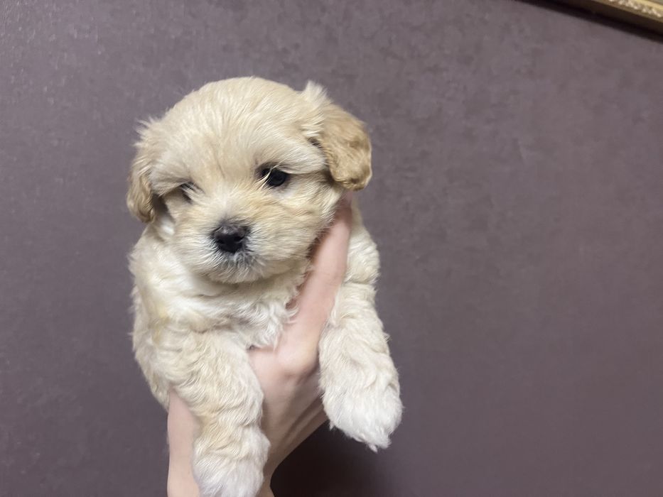 У наявності цуцики мальтіпу готові до бронювання