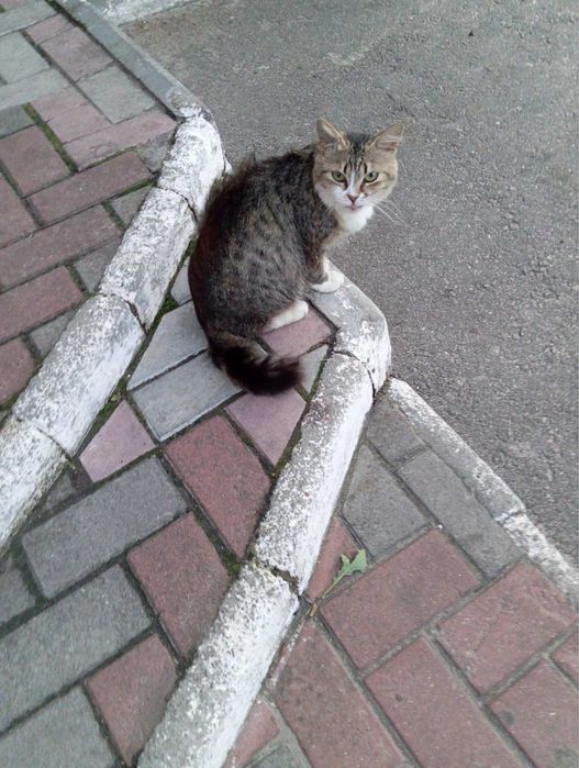 У пошуках родини кицюня