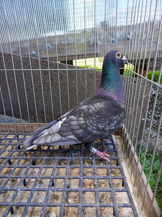 Pocztowe rubella sooty indigo
