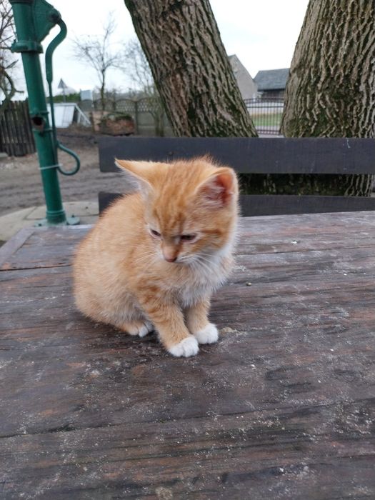 Oddam 3 małe kotki w dobre ręce