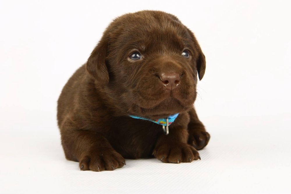 Лабрадор ретрівер Хмельницький