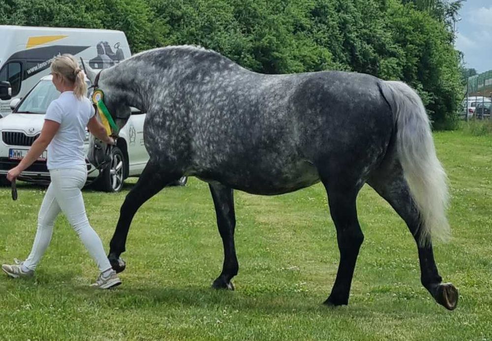 Klacz śląska siwa doplatowa zrebna