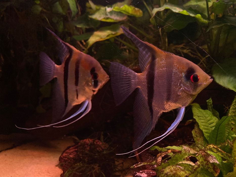 Casal de escalares orange shoulder