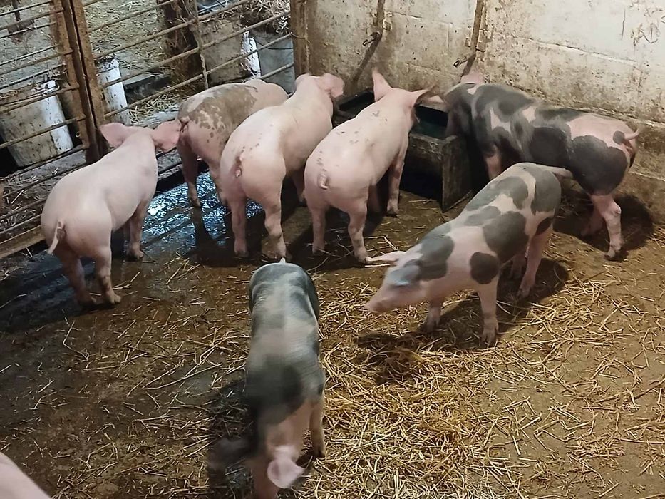 продам поросята м'ясного напрямку