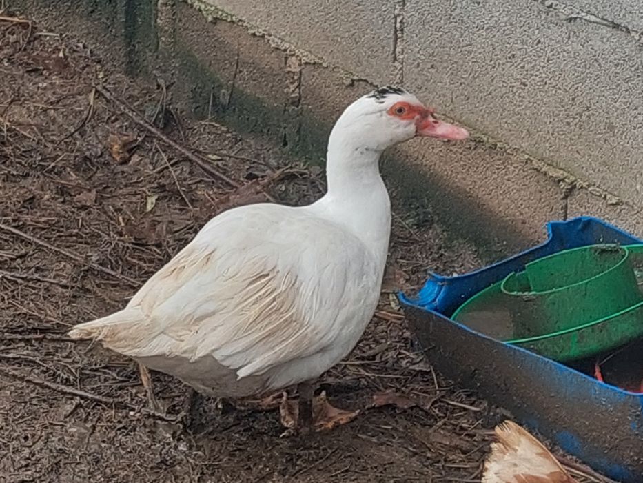 Patos mudos, nascidos em 2025