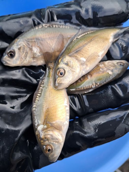 Рибна ферма вирощує карпа