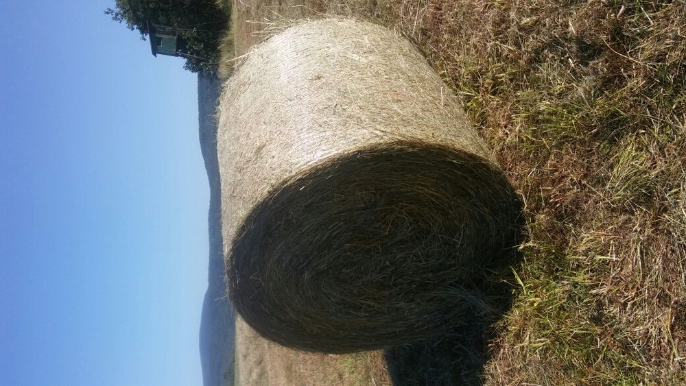 Siano sianokiszonka bele  130/120 z 2026