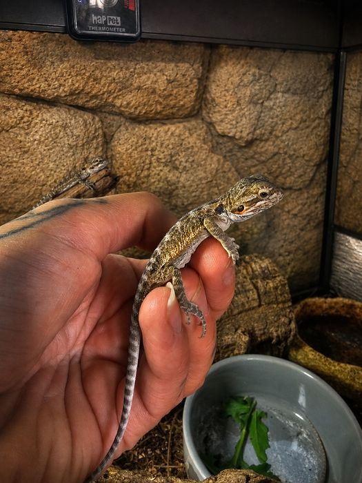 Agama  brodata maluszki terrarium