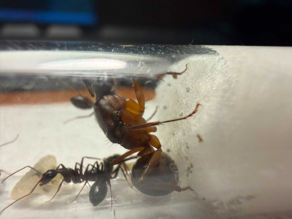 Camponotus barbaricius, Królowa 3-7 robotnic. Piękne mrówki o dużym  rozmiarze. Blaze Ants