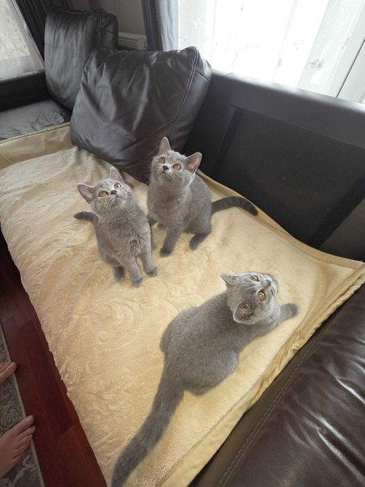 Kotki kocurki Brytujskie z  rodowodem