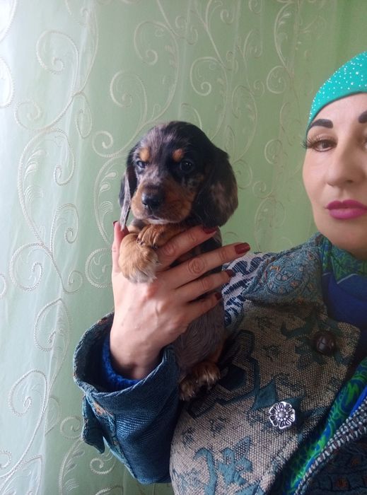 Полудовгошерстний хлопчик мерле