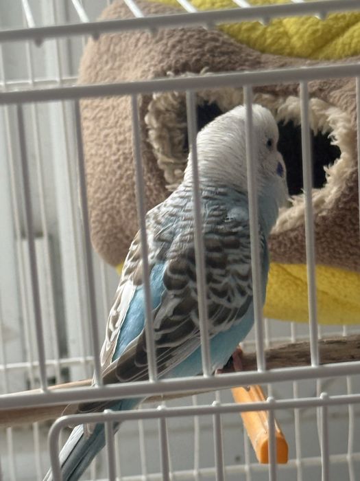 Piriquito fêmea Ano passado