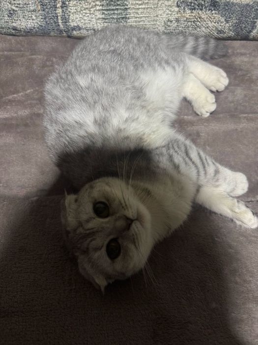 Шотланська  срібна шиншила, дівчинка.