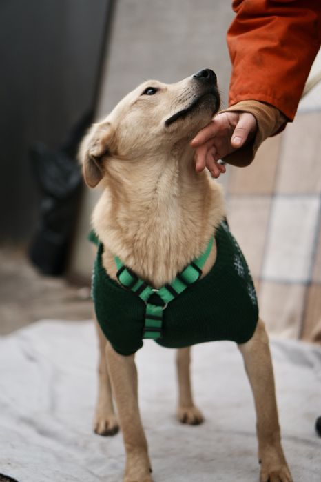 Невеличкий та розумний цуцик Майкі  в добрі руки!